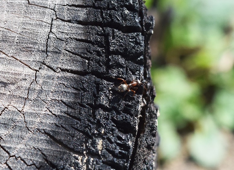 termite wood