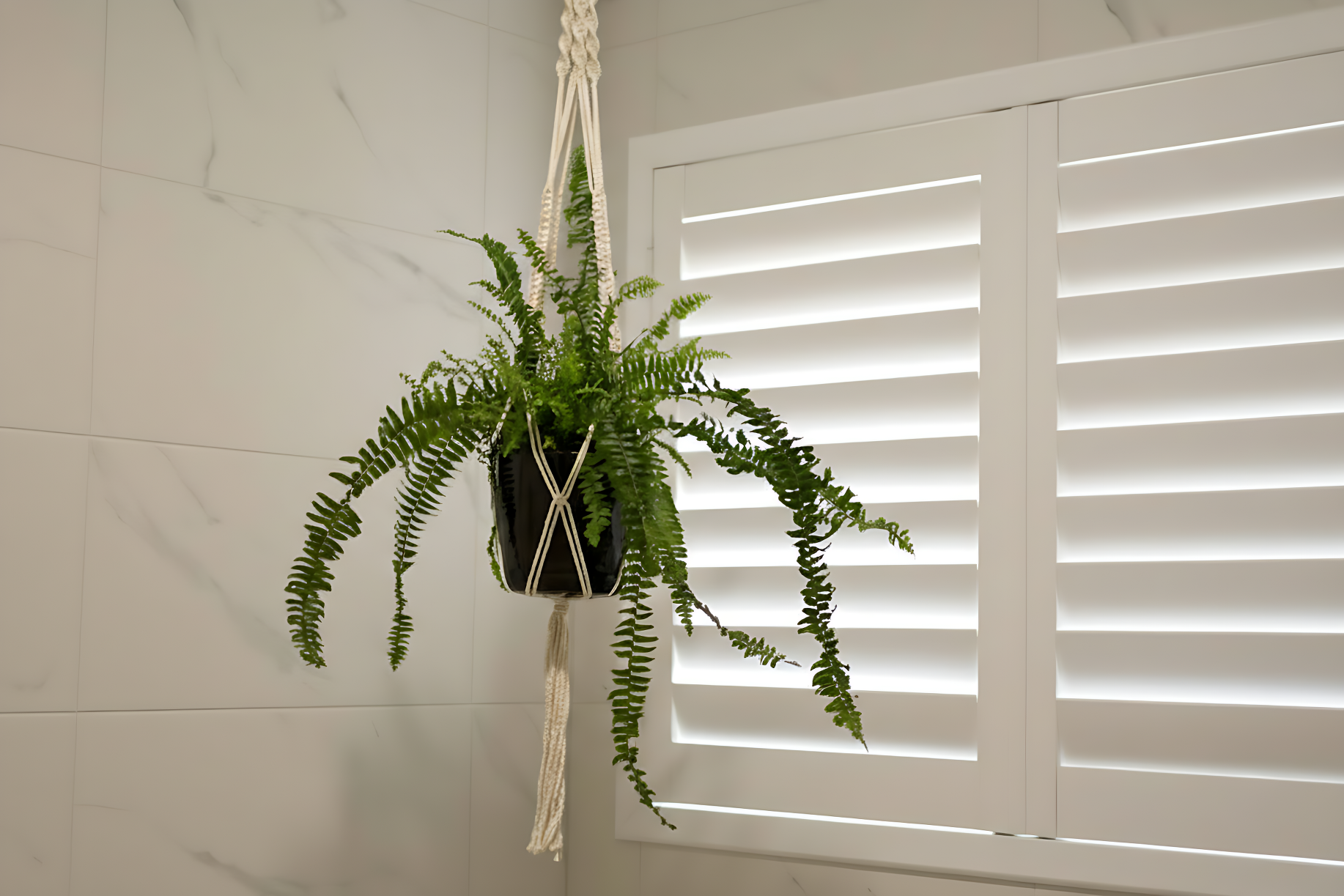 hanging plant with plantation shutters in the background